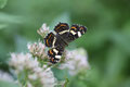 Landkärtchen, Araschina levana, Sommer-Gerneration