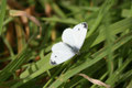 Kleiner Kohlweißling, Pieris rapae