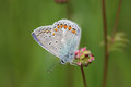 Gemainer Bläuling, Polyommatus (Polyommatus) icarus