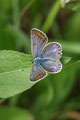 Gemainer Bläuling, Polyommatus (Polyommatus) icarus