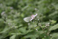 Rapsweißling, Pieris napi