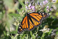 Monarch, Danaus plexippus, (Portugal, Madeira)
