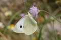 Großer Kohlwießling, Pieris brassicae (Griechenland, Rhodos)