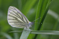Rapsweißling, Pieris napi