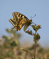 Schwalbenschwanz, Papilio machaon