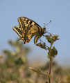 Schwalbenschwanz, Papilio machaon