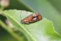 Prachtwickler, Olethreutes aracuella