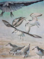 Vögel, 2015, 66x50 (62x49), Farbstift + Aquarell / Aquarellpapier