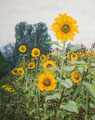 Sonnenblumen am Vluynbusch, 2002, 50x40cm