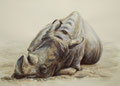 Nashorn, 2009, 48x62cm
