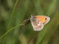 Kleiner Heufalter, Coenonympha pamphilus