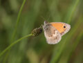 Kleiner Heufalter, Coenonympha pamphilus