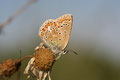 Gemainer Bläuling, Polyommatus (Polyommatus) icarus