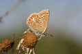 Gemainer Bläuling, Polyommatus (Polyommatus) icarus