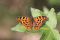 C-Falter, Nymphalis c-album