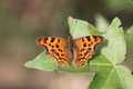 C-Falter, Nymphalis c-album