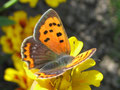 Kleiner Feuerfalter, Lycaena phlaeas