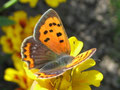 Kleiner Feuerfalter, Lycaena phlaeas