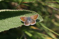 Gemainer Bläuling, Polyommatus (Polyommatus) icarus