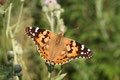 Diestelfalter, Vanessa cardui
