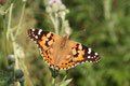 Diestelfalter, Vanessa cardui