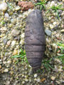 Lindenschwärmer, Mimas tiliae