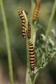 Jakobskrautbär/Blutbär, Tyria jacobaeae