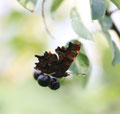 C-Falter, Nymphalis c-album