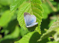 Faulbaumbläuling, Celastrina argiolus