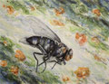 Blaue Schmeißfliege (Calliphora vicina), 210,49x62cm