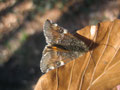 Grosses Jungfernkind / Birken-Jungfernkind,Archiearis parthenias