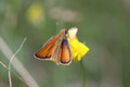 Ockergelber Braundickkopffalter, Thymelicus silvestris