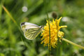 Rapsweißling, Pieris napi