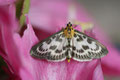 Brennesselzünsler, Eurrhypara urticata