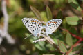 Pseudophilotes vicrama (Griechenland, Rhodos)