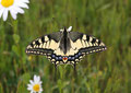 Schwalbenschwanz, Papilio machaon