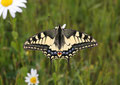 Schwalbenschwanz, Papilio machaon