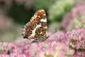 Landkärtchen, Araschina levana, Sommer-Gerneration