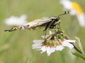Schwalbenschwanz, Papilio machaon
