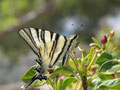 Segelfalter, Iphiclides podalirius (Griechenland, Rhodos)