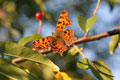 C-Falter, Nymphalis c-album