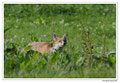 Renard roux -Vulpes vulpes - Red Fox