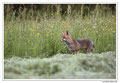 Renard roux -Vulpes vulpes - Red Fox