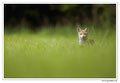 Renard roux -Vulpes vulpes - Red Fox