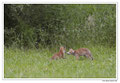 Renard roux -Vulpes vulpes - Red Fox