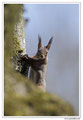 Ecureuil roux - Sciurus vulgaris - Eurasian Red Squirrel