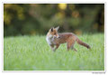 Renard roux -Vulpes vulpes - Red Fox