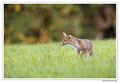 Renard roux -Vulpes vulpes - Red Fox