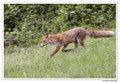 Renard roux -Vulpes vulpes - Red Fox