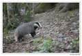 Blaireau - Meles meles - Eurasian Badger (14)